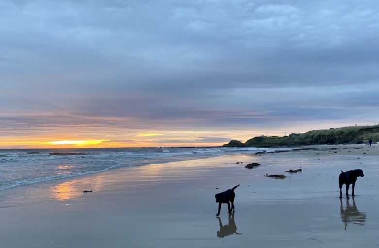 Dogs on Beach at Sunrise